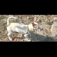 سگ پا کوتاه|سگ|گنبد کاووس, |دیوار