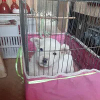 سگ پامر و یک عد تول