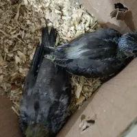 جوجه طوطی برزیلی و عروس هلندی|پرنده|برازجان, |دیوار