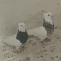 کفتر فروشی بضمانت تخم جوجه و پرش|پرنده|تربت‌حیدریه, حاجی یار‎|دیوار