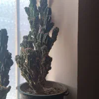 کاکتوس صخره ای ،زیبا وکم یاب مناسب منزل واداره