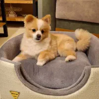 واگذاری نژاد پامرین جنسیت نر ، یکساله