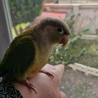 فروش فوری طوطی گرینچیک