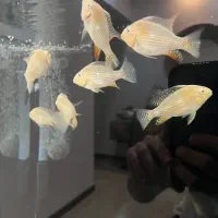 پلکو سان شاین و رویال و کاکتوس و هکلی البینو