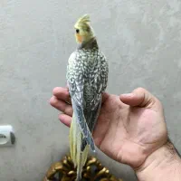 عروس هلندی از نسل سخنگو|پرنده|اردبیل, |دیوار