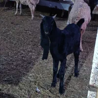 بزغاله گلابی|حیوانات مزرعه|بجنورد, |دیوار