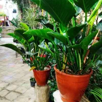 حراج گلهای آپارتمانی