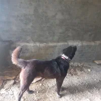 سگ گوسفندی درجه یک بشرط گرگ اصلا گرگ از نزدیک نبی