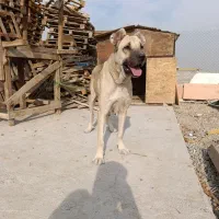 سگ ماده سرابی