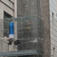 سره مست