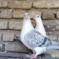 کفتر ساده افغانی