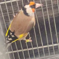 سهره|پرنده|سرپل ذهاب, |دیوار