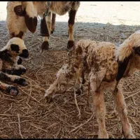 نیازمند ۲ چوپان ماهر حقوق نفری ۲۰