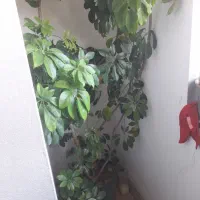 گل با گلدان