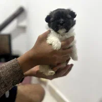 شیتزو فلت فیس