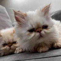 بچه گربه هیمالیا رد نویز|گربه|کیش, |دیوار