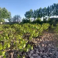 500-متر-باغ-انگور-هوایی-چهار-دیواری