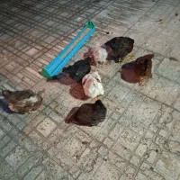 مرغ و‌خروس