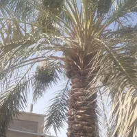 درخت بندی