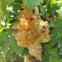 انگور عسگری درجه یک