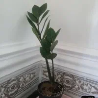 فروش گل طبیعی قیمت ۱۵۰ روح بخش خانه