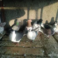 کفتر|پرنده|تربت جام, شاهد|دیوار