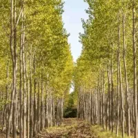 توزیع نهال سپیدار سیاه مقاوم به سرما و گرما|خدمات باغبانی و درختکاری|خاوه, |دیوار