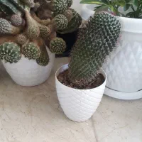 کاکتوس|گل و گیاه طبیعی|ایوان, |دیوار