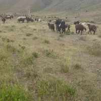 نربز|حیوانات مزرعه|مشهد, کوشش|دیوار