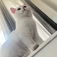 گربه ماده جهت جفت گیری