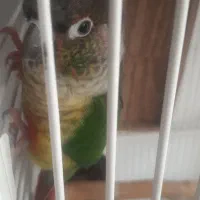 طوطی گرینچیک جفت به همراه قفس