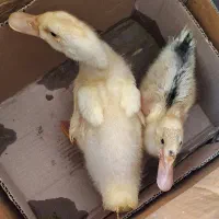 یه جفت اردک