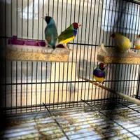 فنچ گلدین|پرنده|اصفهان, ملاصدرا|دیوار