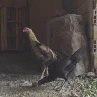 خروس لاری و مرغ|حیوانات مزرعه|الوند, |دیوار