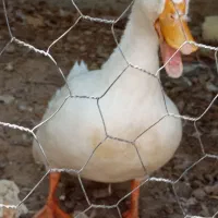 مرغ هندی و اردک|پرنده|لامرد, |دیوار