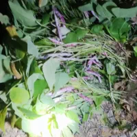 فروش لوبیا چیتی|خوردنی و آشامیدنی|سپیدار, |دیوار