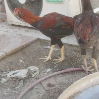 دو عدد جوجه خروس افغان اصیل|حیوانات مزرعه|تهران, کوی نصر مهرآباد|دیوار