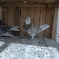 پنج عدد هما سرور درجه یک|پرنده|کمیجان, |دیوار