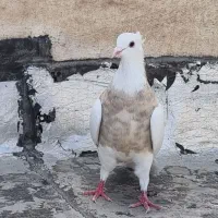 طوقی آجری الماسی سرکه ای سیاه