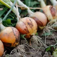 اجاره 20 هکتار زمین کشاورزی