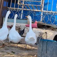 قوقازاوکراینی|حیوانات مزرعه|آبادان, |دیوار