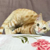 واگذاری با شرایط