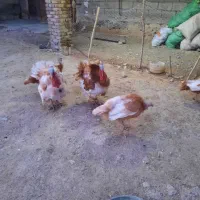 فروش تعدادی بوقلمون محلی ارگانیک