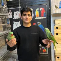 شاه طوطی / شاه تخم دستی چلوندنی