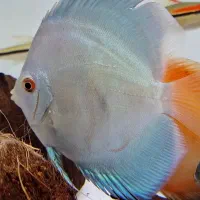 ماهی دیسکس و ردلاین یا دنیسون بارب