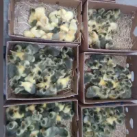 فروش جوجه غاز محلی درجه یک سالم و سرحال