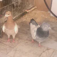 کبوتر یا کفتر سینه