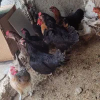 مرغ و خروس