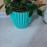 گلهای هویا|گل و گیاه طبیعی|کاشمر, |دیوار