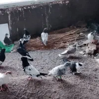 پرنده رنگی|پرنده|گلمکان, |دیوار